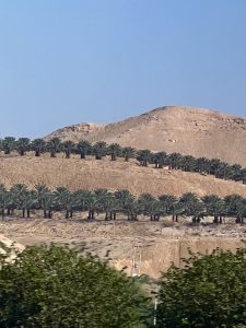 Image 2: Fields of date trees upon entering Jericho.